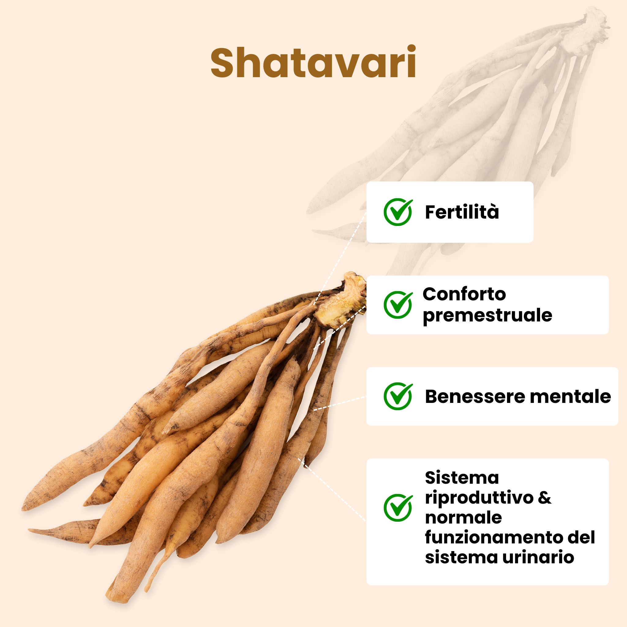 (Italian) Shatavari